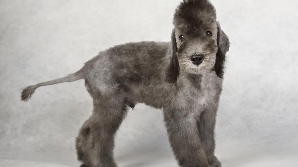 Bedlington Terrier