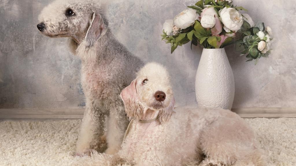 Bedlington Terrier