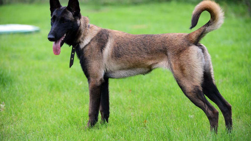 Basic Information icon