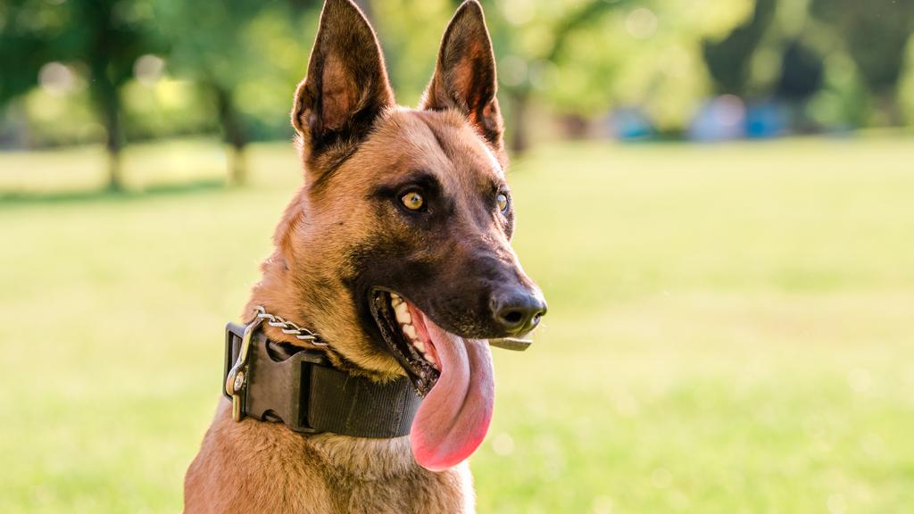 Life Stage Considerations icon