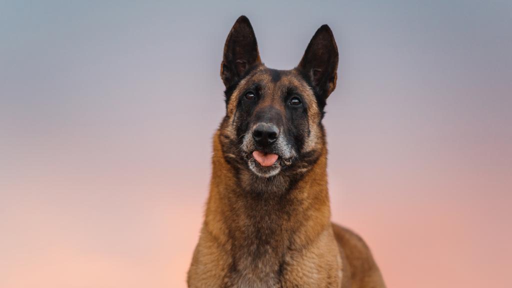 Exercise & Activity Needs icon