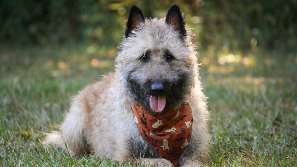 Grooming & Health icon