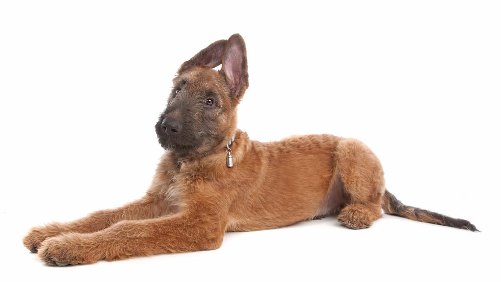 Suitability for First-Time vs. Experienced Owners icon