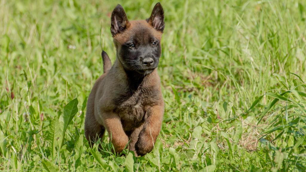 Belgian Malinois
