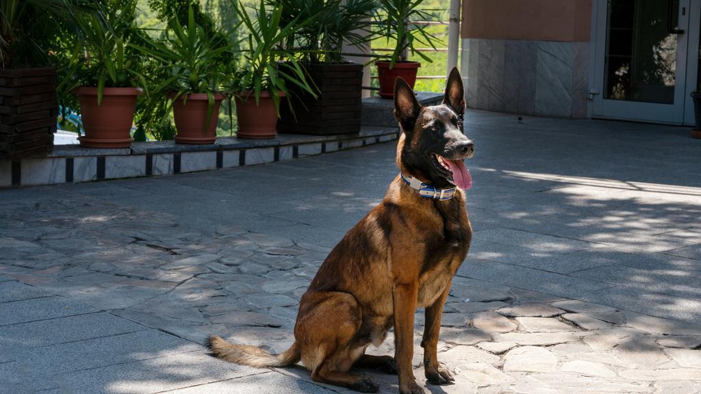 Belgian Malinois