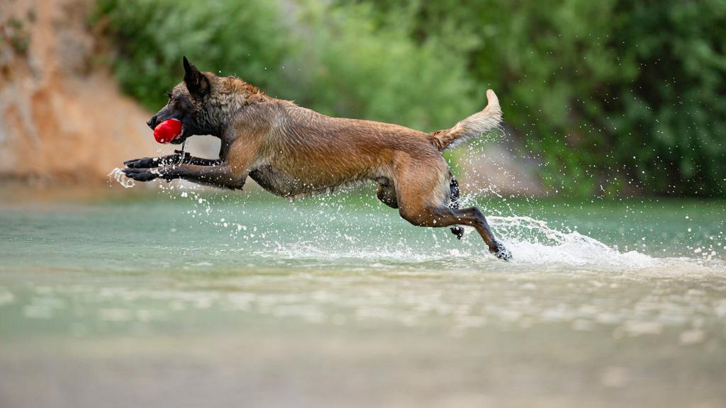 Temperament & Behavior icon