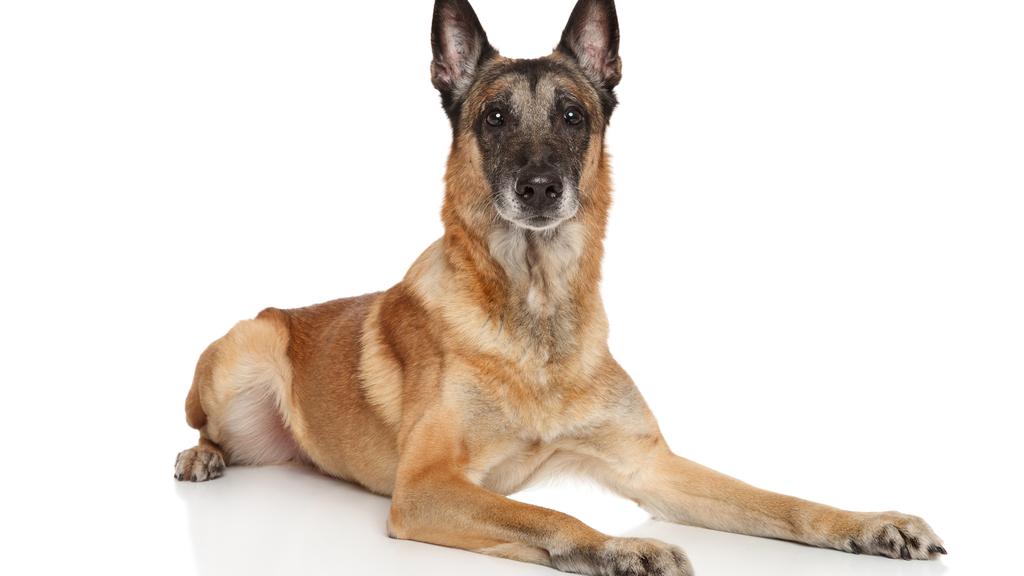 Belgian Malinois