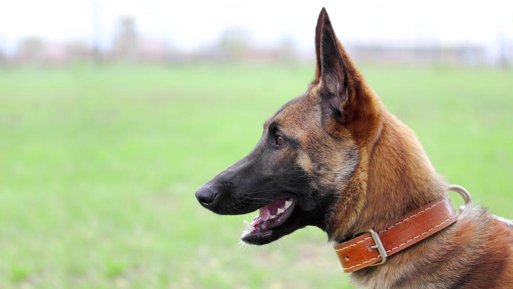 Belgian Malinois