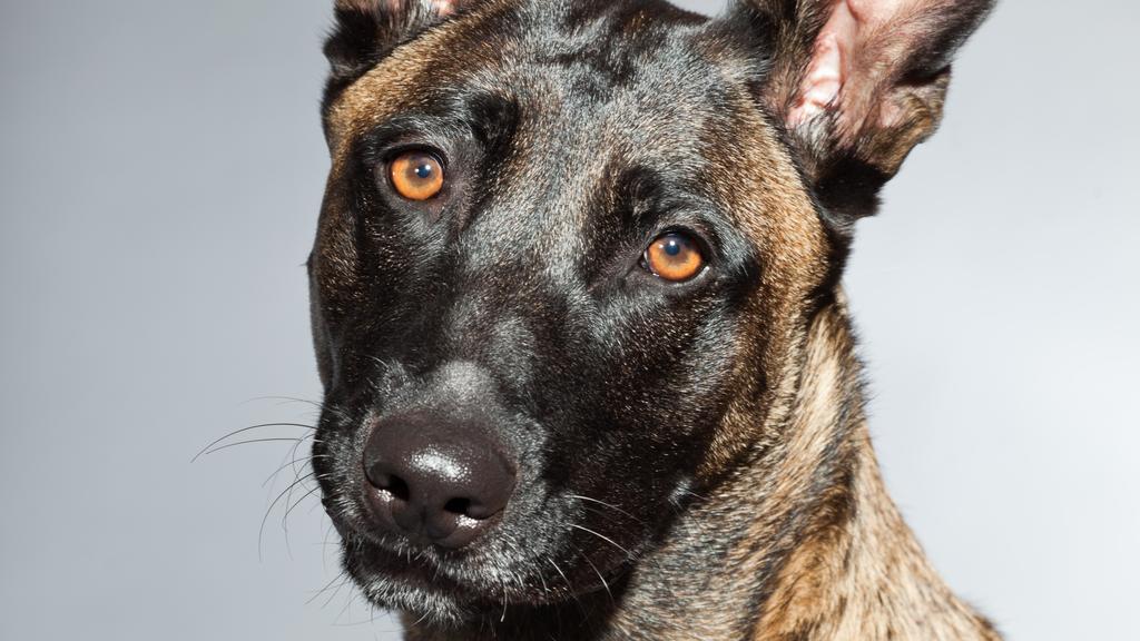 Basic Information icon