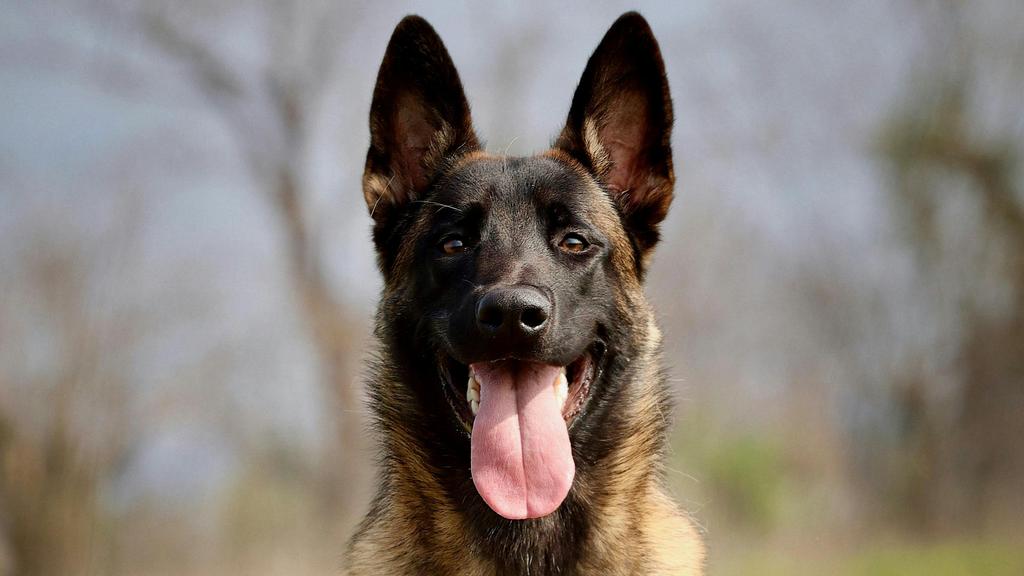 Belgian Malinois