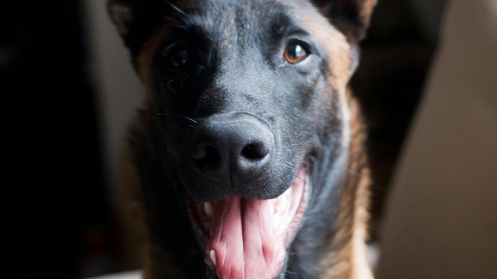 Belgian Malinois