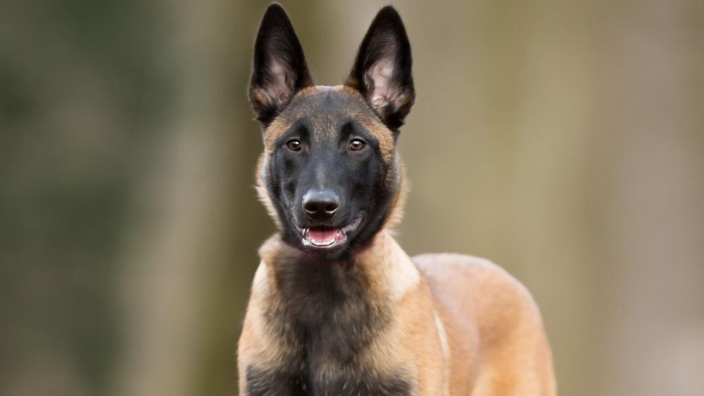 Exercise & Activity Needs icon