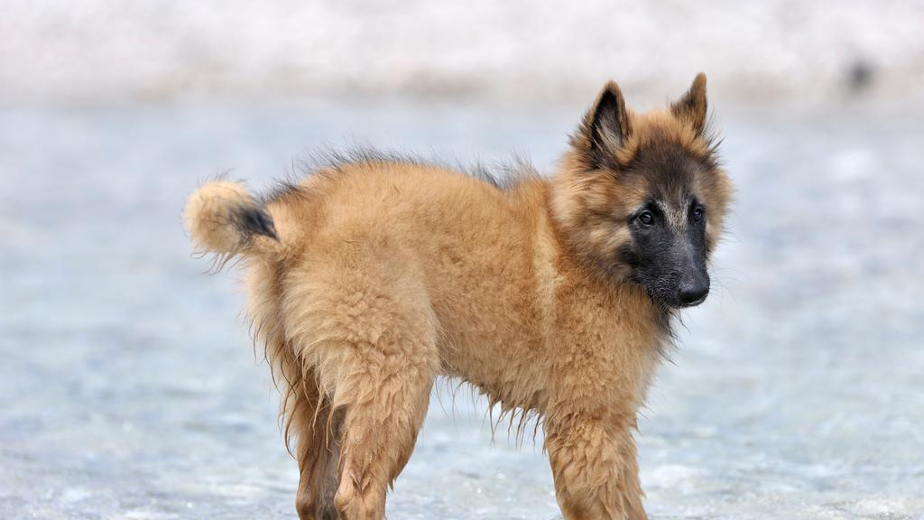 Belgian Sheepdog