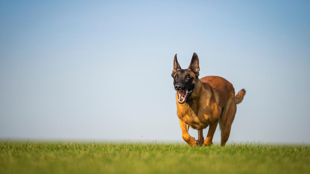 Temperament & Behavior icon