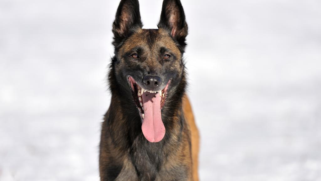 Basic Information icon