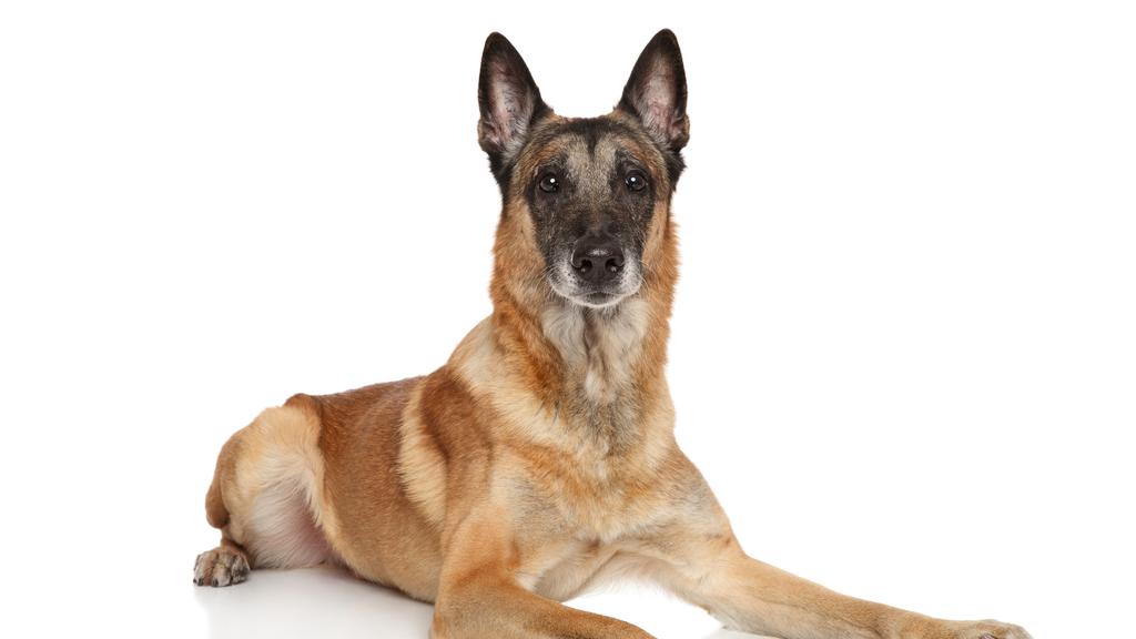 Suitability for First-Time vs. Experienced Owners icon