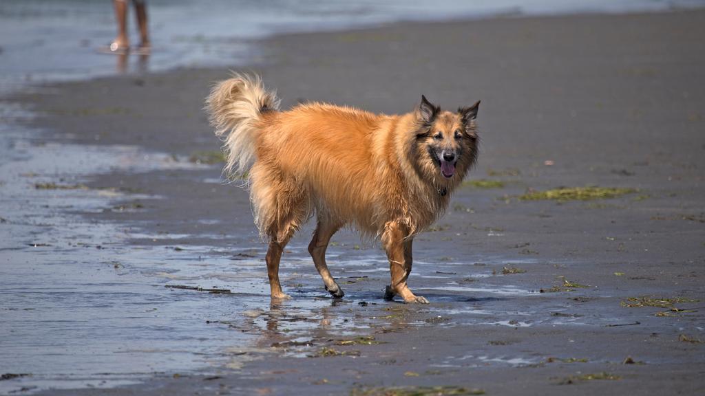 Belgian Tervuren