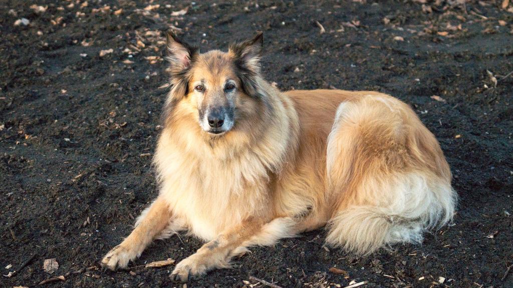 Temperament & Behavior icon