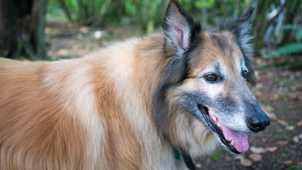Belgian Tervuren