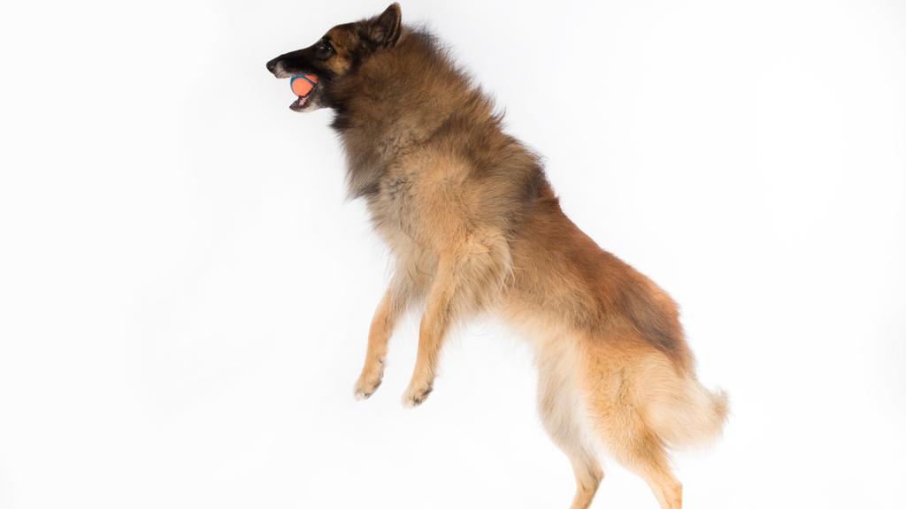 Belgian Tervuren