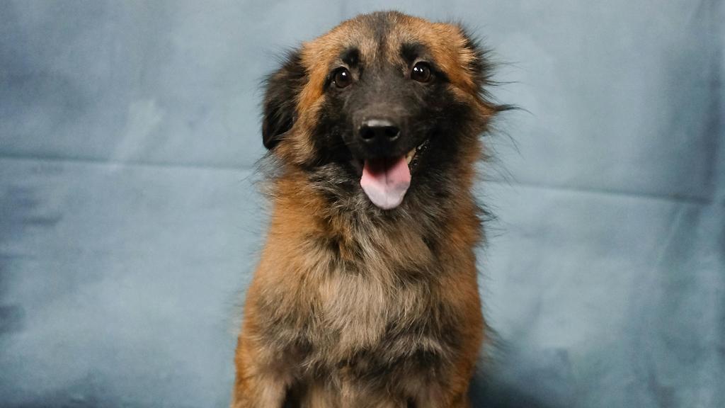 Adoption vs. Breeder Considerations icon