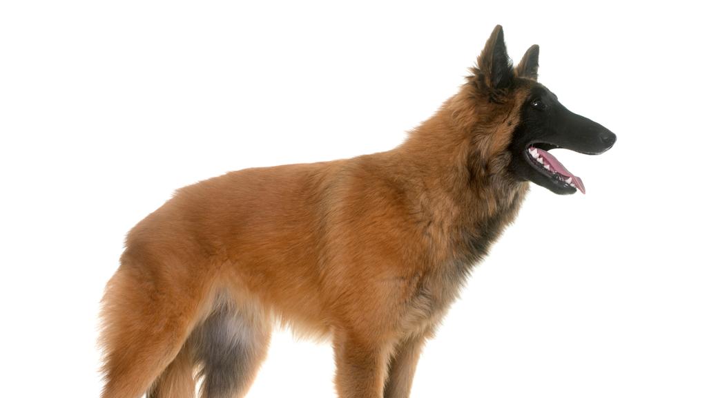 Belgian Tervuren