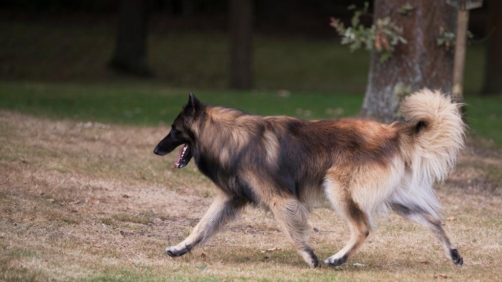 Belgian Tervuren