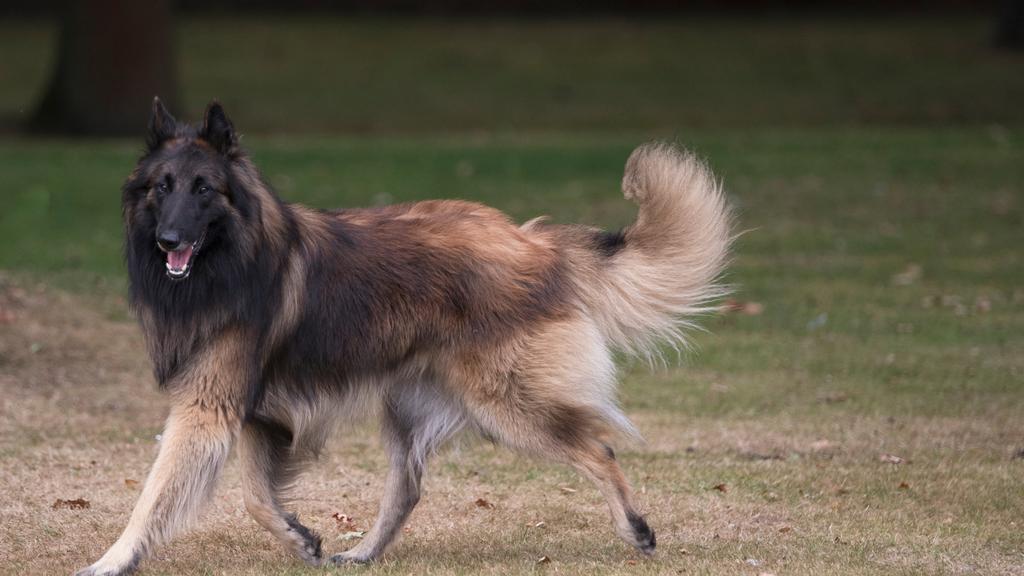 Belgian Tervuren