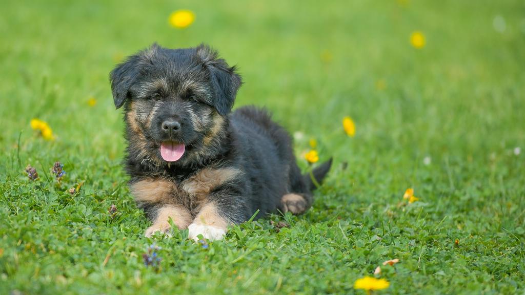 Bergamasco Sheepdog
