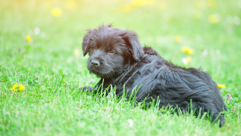 Bergamasco Sheepdog