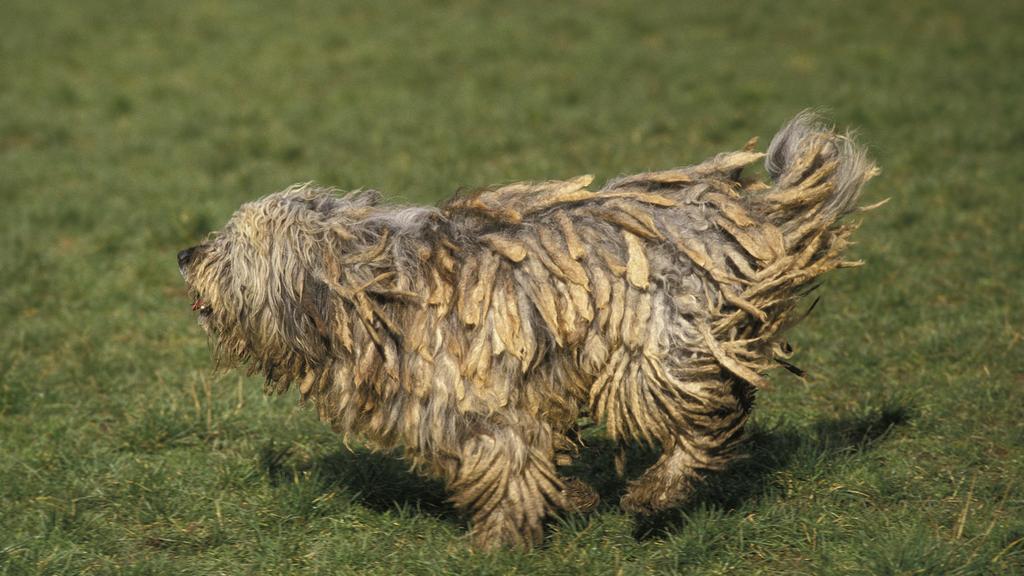 Suitability for First-Time vs. Experienced Owners icon