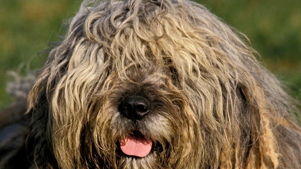 Bergamasco Sheepdog