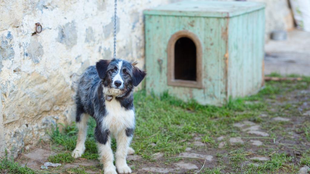 Bergamasco Sheepdog