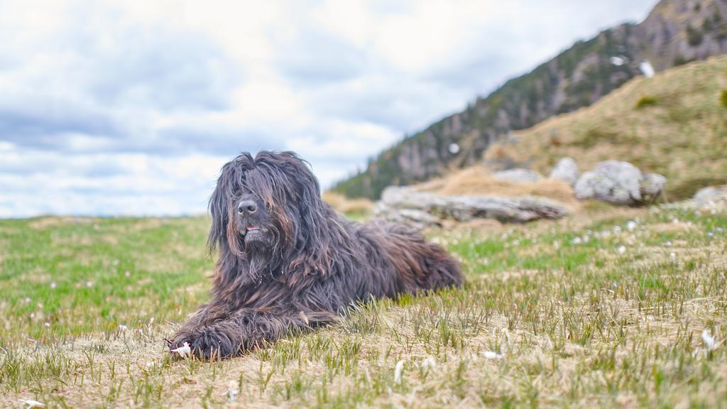 Adoption vs. Breeder Considerations icon