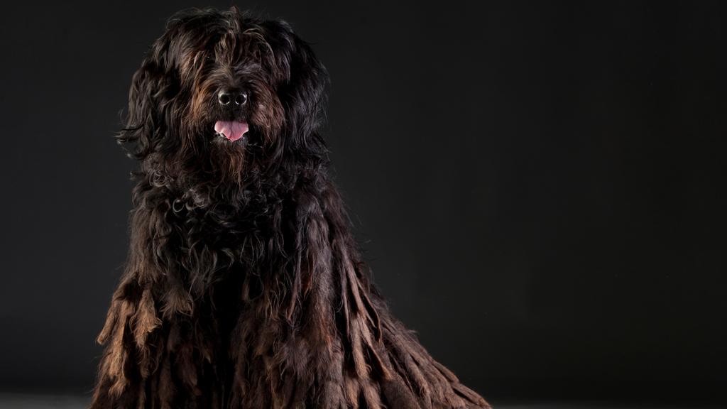 Bergamasco Sheepdog