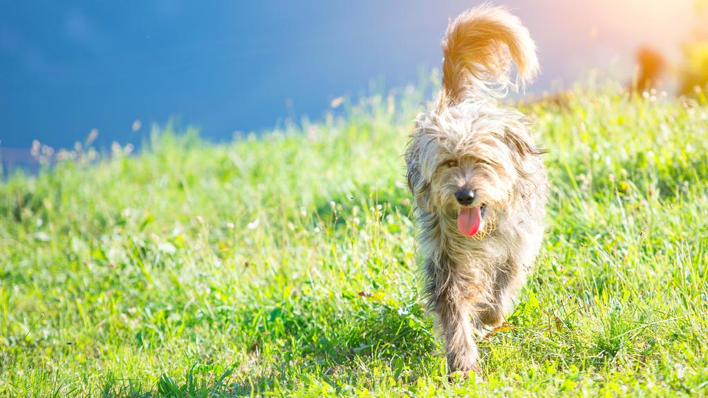 Bergamasco Sheepdog