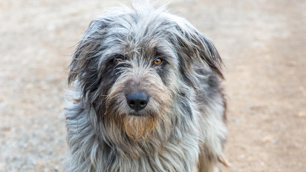 Temperament & Behavior icon