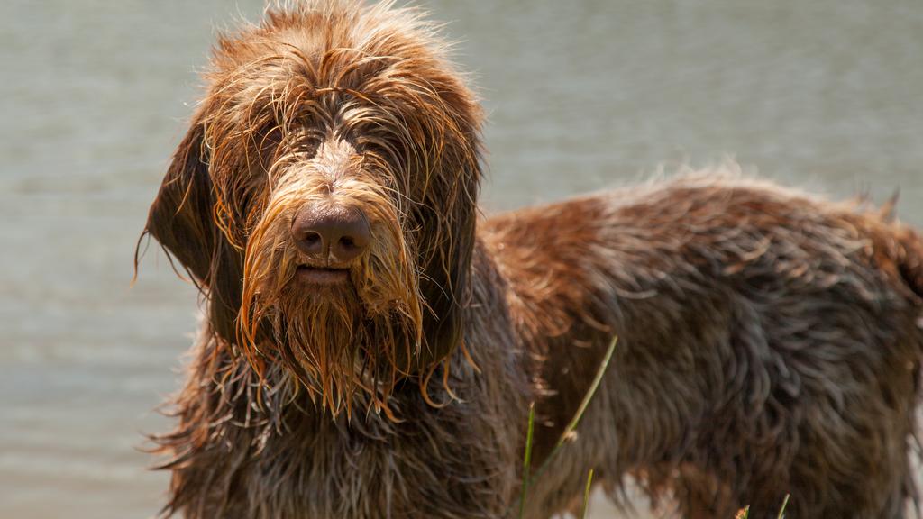 Bergamasco Sheepdog