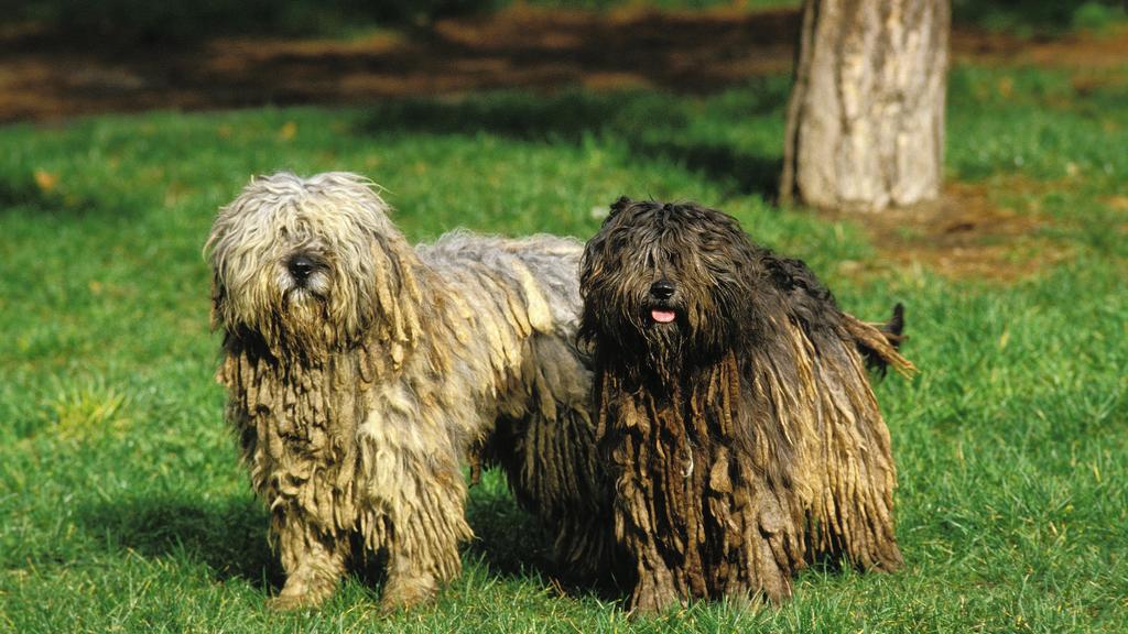 Bergamasco Sheepdog