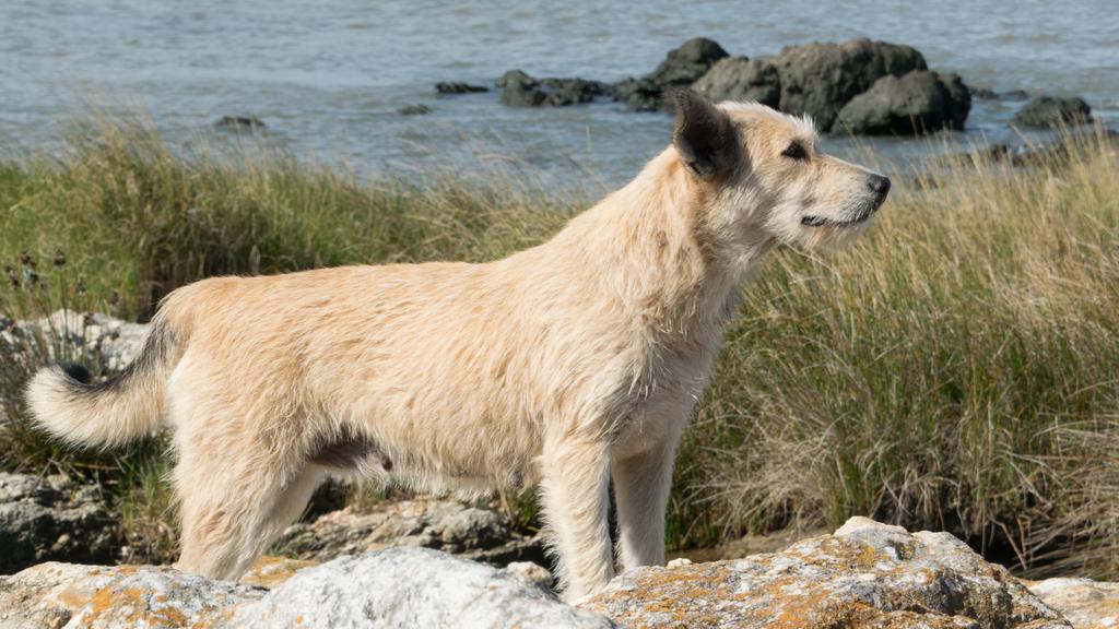 Temperament & Behavior icon