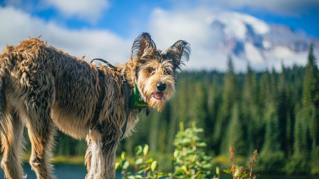 Basic Information icon