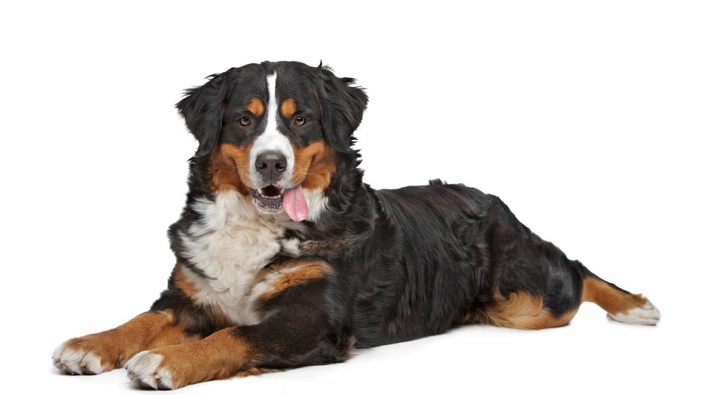 Adoption vs. Breeder Considerations icon