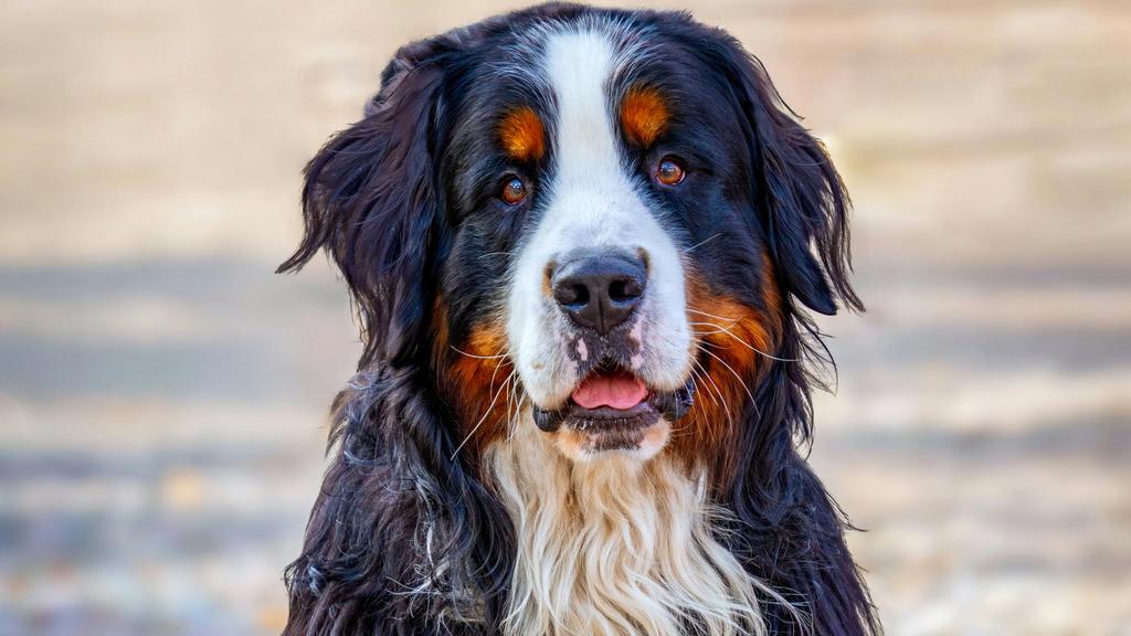 Grooming & Health icon