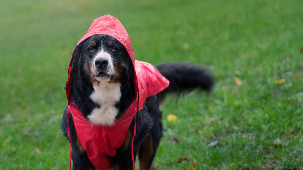 Grooming & Health icon