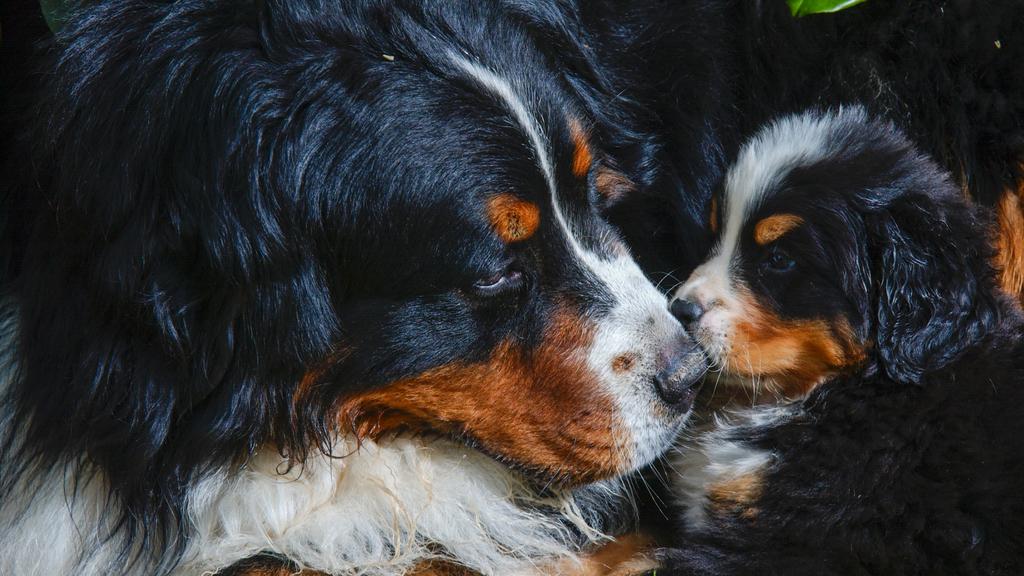 Temperament & Behavior icon