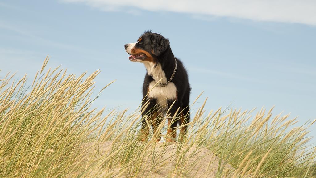 Bernese Mountain Dog