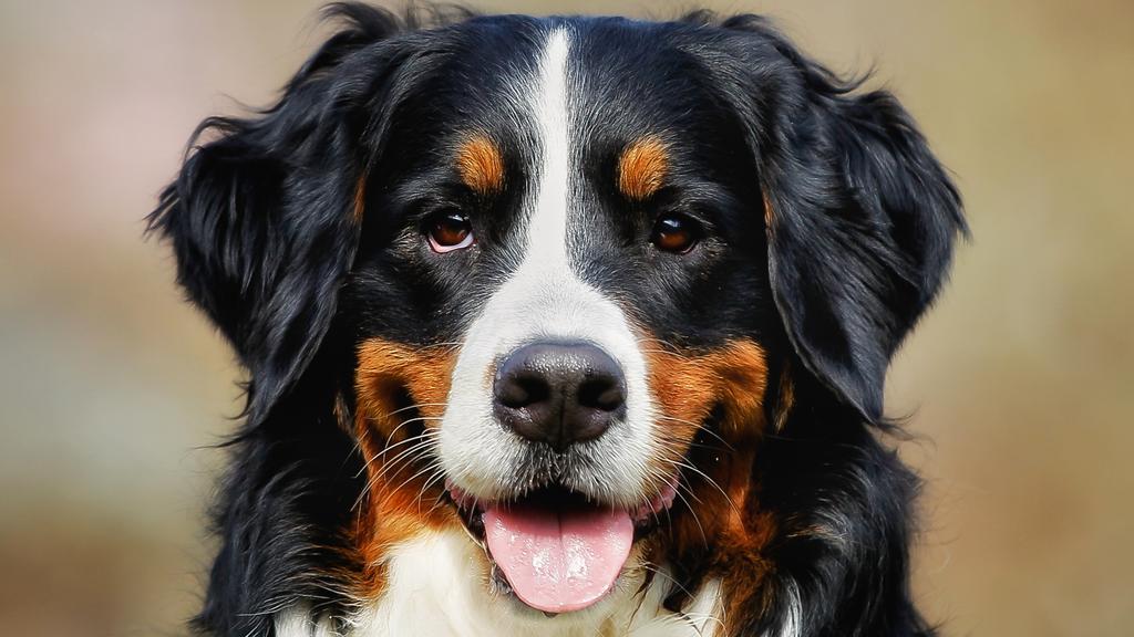 Bernese Mountain Dog