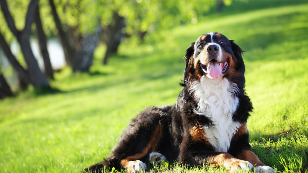 Bernese Mountain Dog