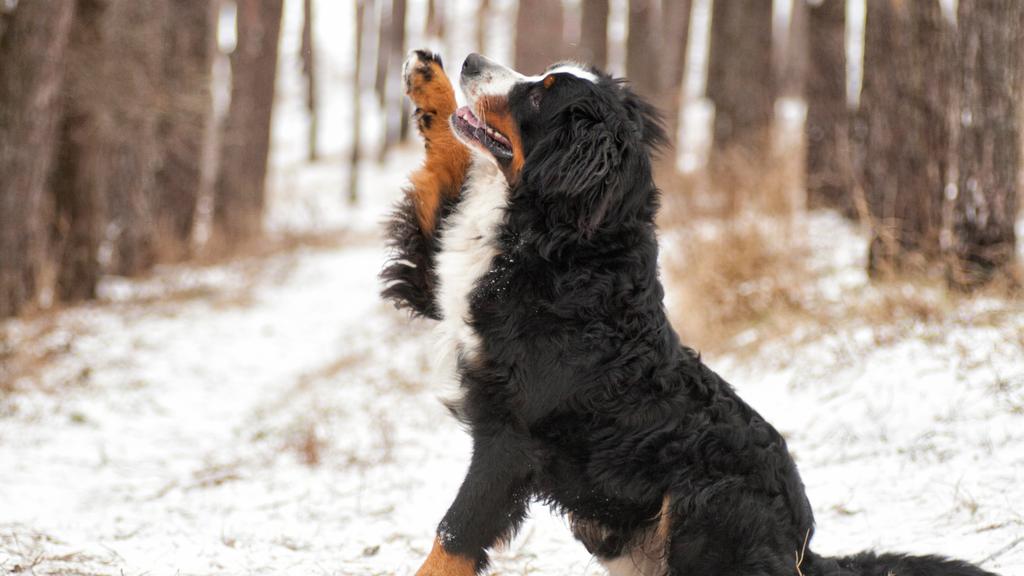 Bernese Mountain Dog