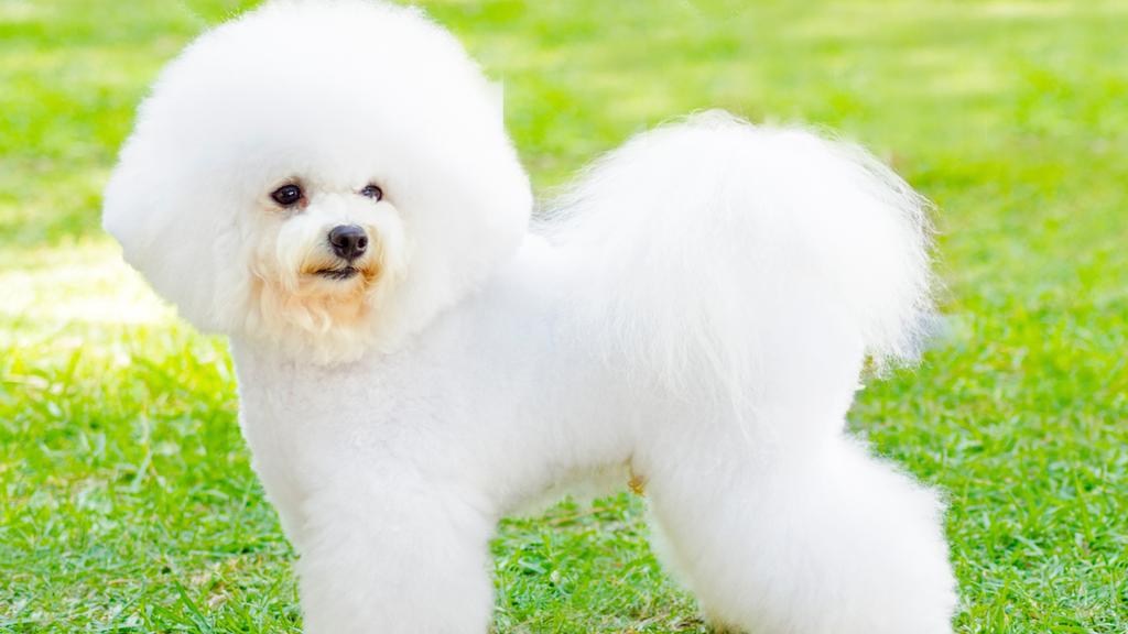 Bichon Frise